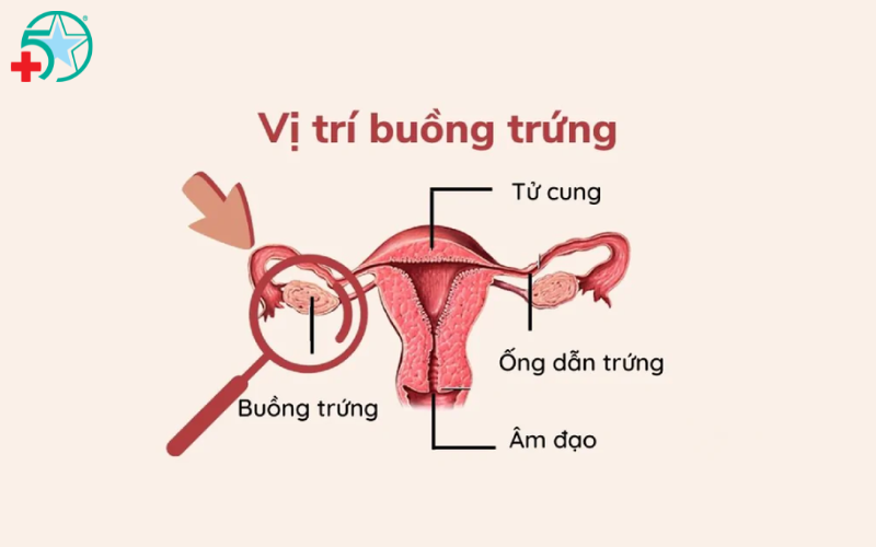 sieu-am-buong-trung-khi-nao