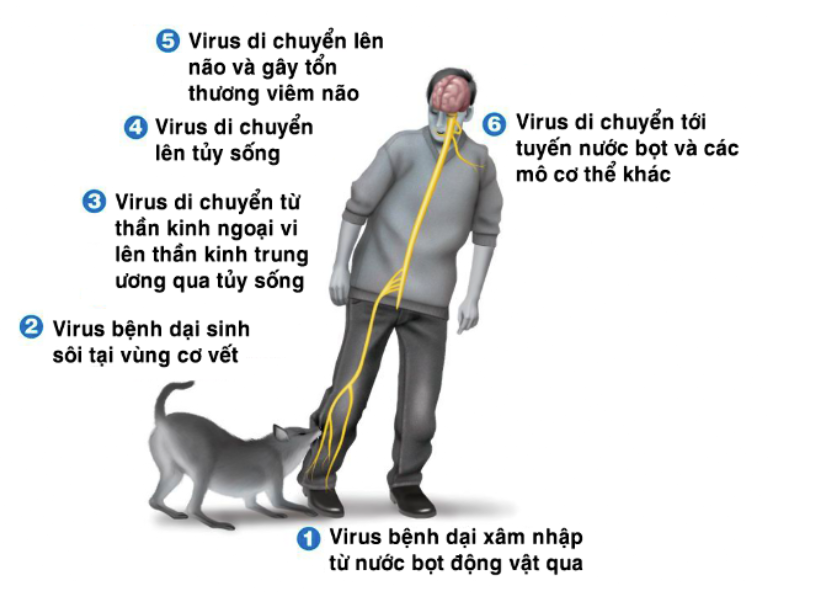 Bệnh dại có chữa được không