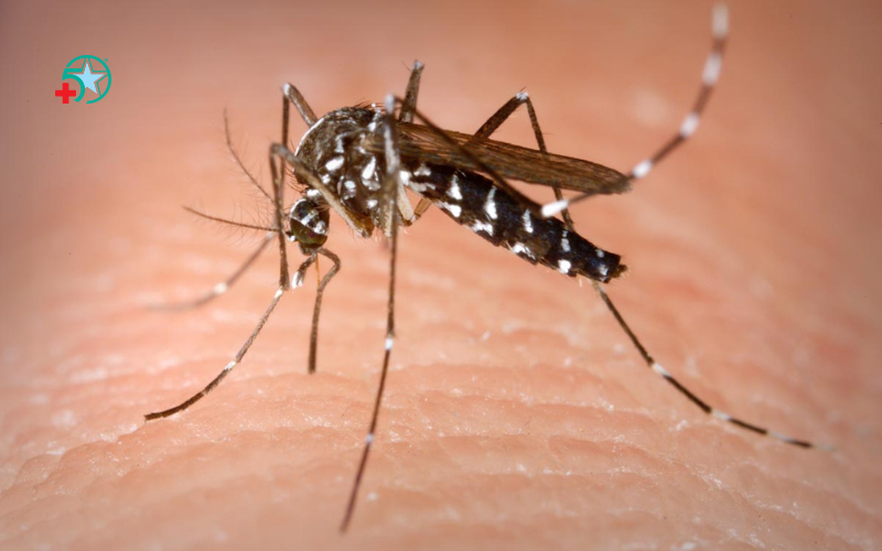 muoi-aedes-albopictus-gay-benh-chikungunya-da...