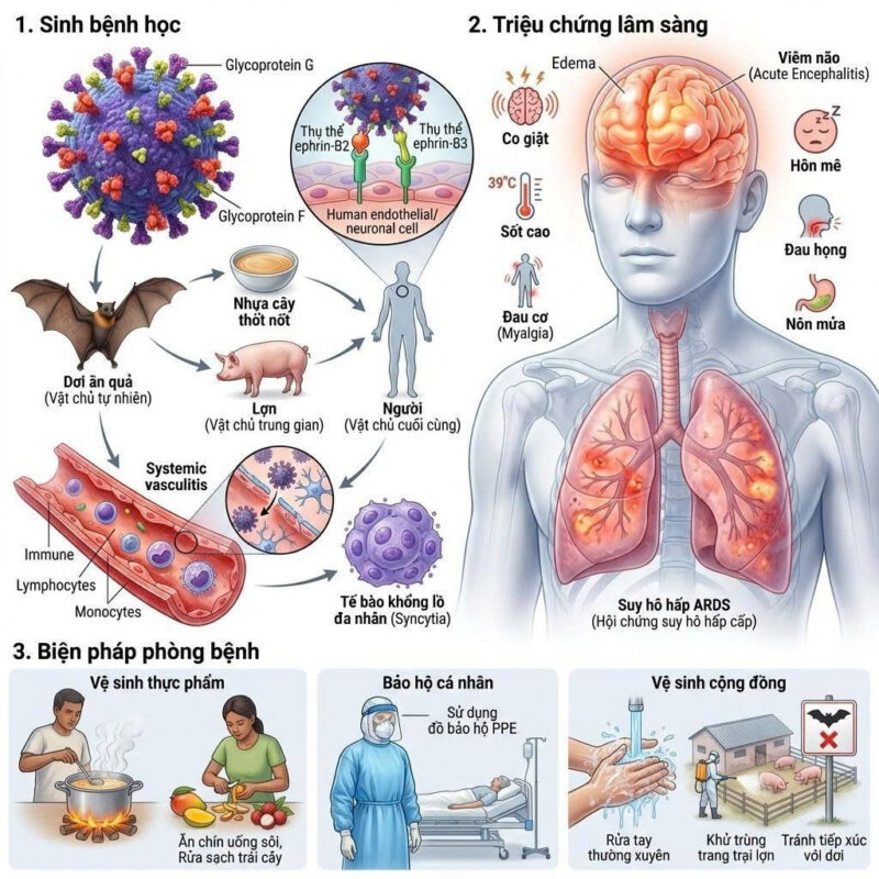 virus-nipah-co-che-gay-benh-va-cac-bien-phap-ph..