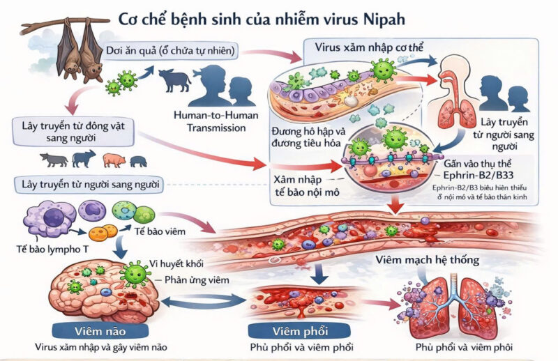 virus-nipah-co-che-gay-benh-va-cac-bien-phap-ph..