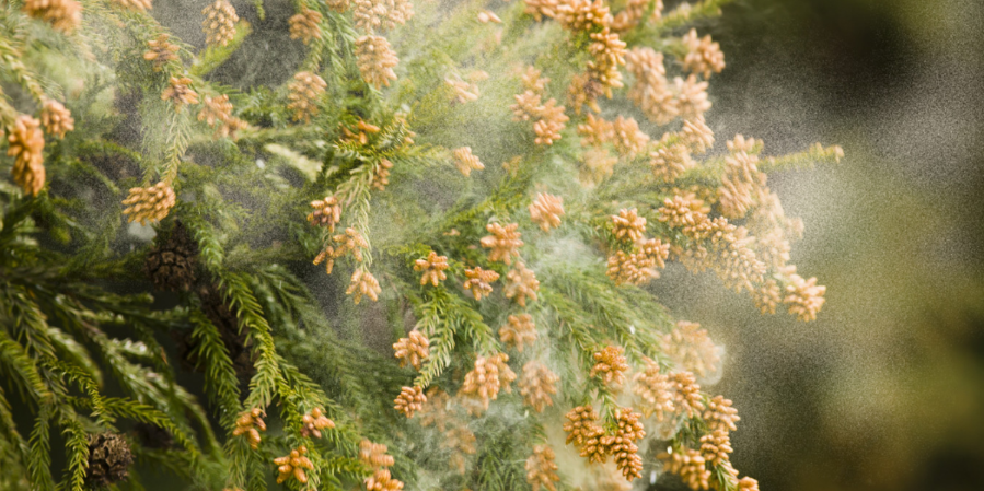 6-luu-y-phong-di-ung-phan-hoa-mua-xuan-de-giam...